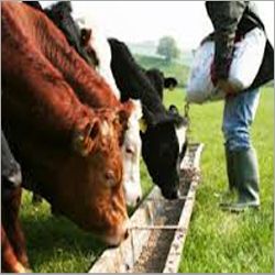 Animal Feed Animal Feed